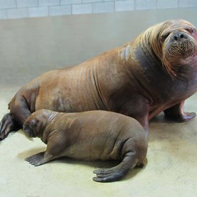 Une autre naissance d'un bébé morse à venir à l'Aquarium du Québec