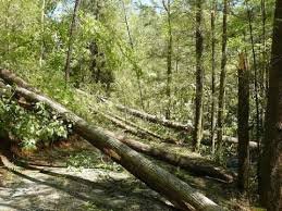 20,000 arbres soufflés par une tornade en Chaudière-Appalaches