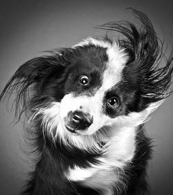 Des chiens baveux au ralenti!