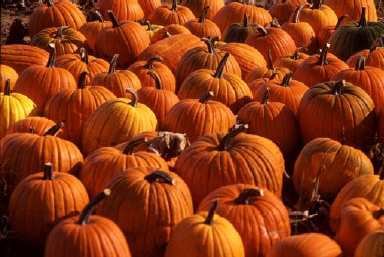 Une pro pour sculpter des citrouilles!