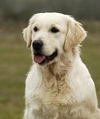 Imitation canine!