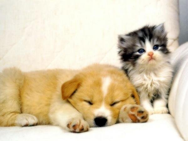 Ce que vous dépensez pour votre chien ou chat
