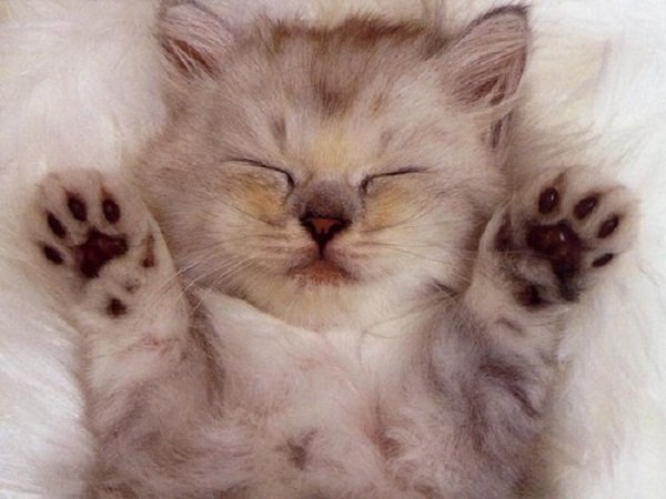 11 bienfaits de votre obsession des chats sur votre santé