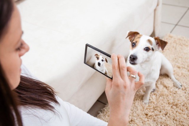 Sites de rencontres pour chiens!!!