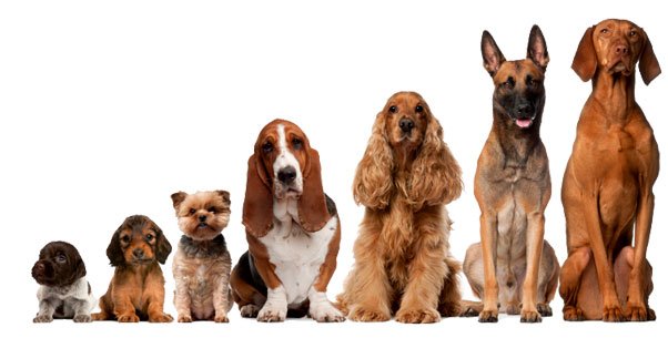 Cloner son chien pour 120 000$