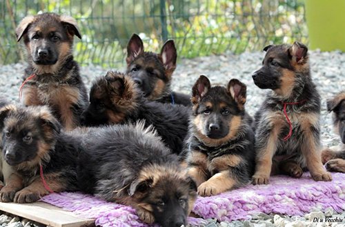 Trouvez le nom de 13 chiots de la GRC!