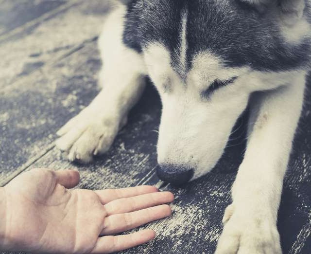 Voici ce que votre chien sait sur vous! 