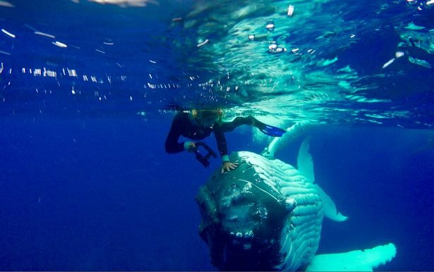 Une baleine sauve une plongeuse d'un requin