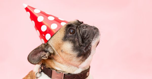Quel âge humain a votre chien ?