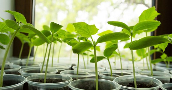 La grande première de Sylvivre: les plantes